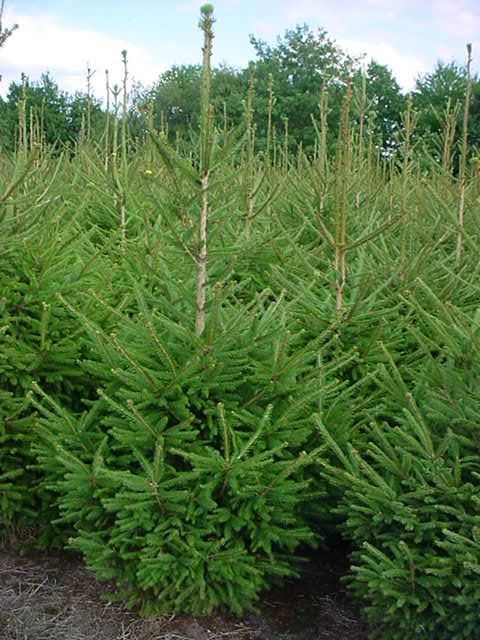 Plantenfiche-Picea-abies-Fijnspar-