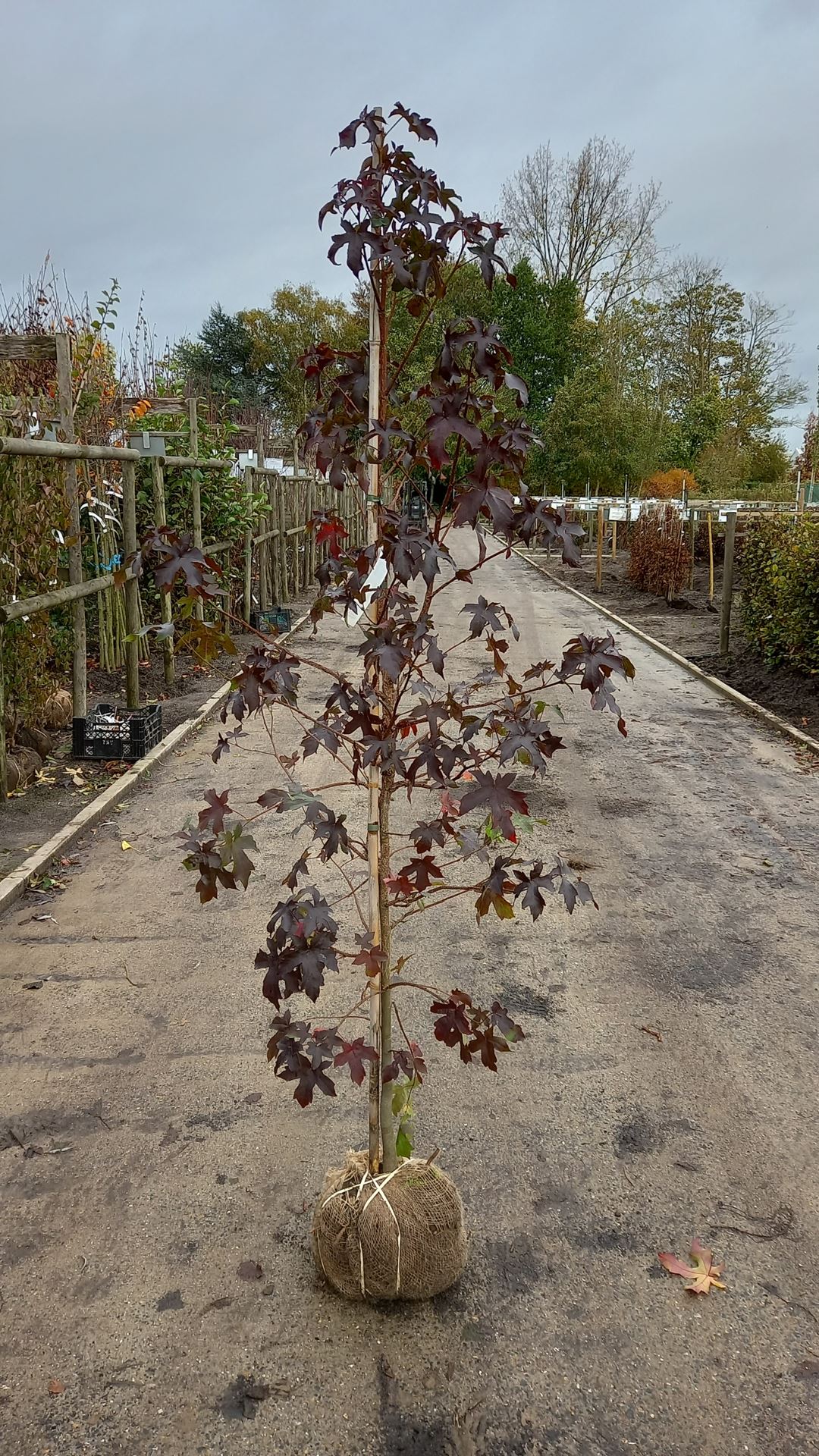 Liquidambar styraciflua - aardekluit - 175-200 cm