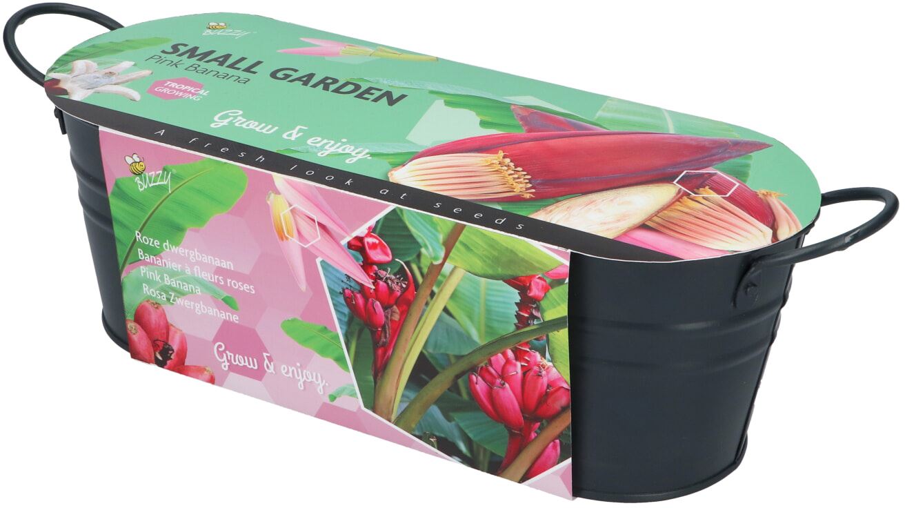 Buzzy-Small-Garden-Pink-Banana-6-