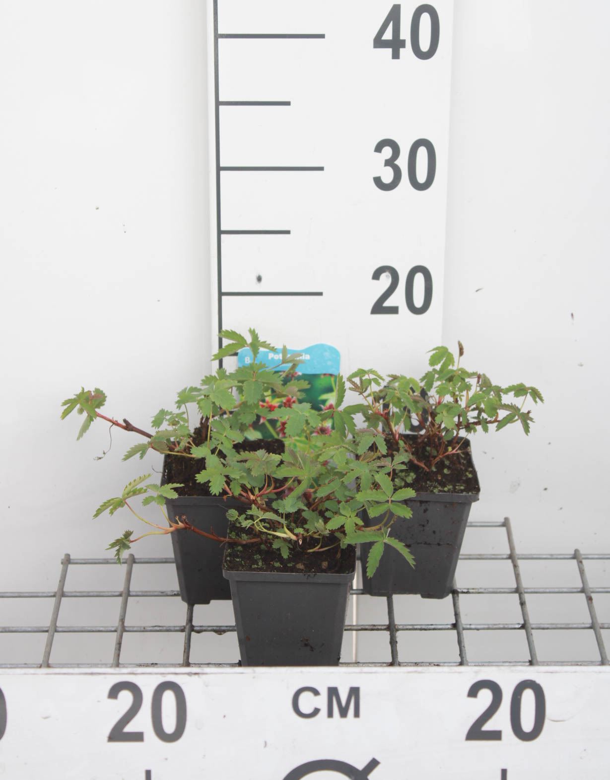 Potentilla palustris - pot 9x9 cm
