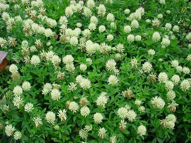 Plantenfiche-Trifolium-ochroleucon