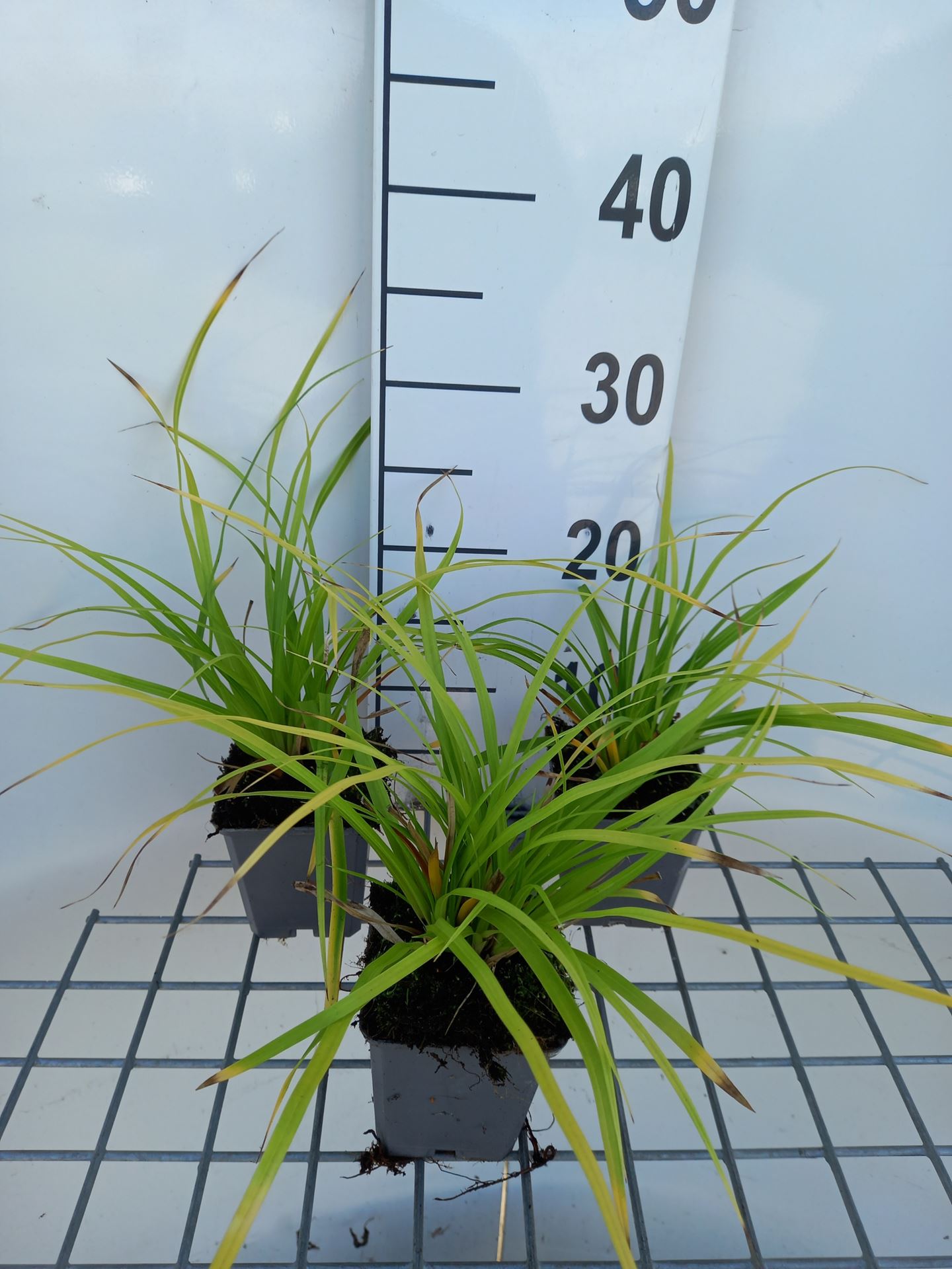 Carex morrowii - pot 9x9 cm