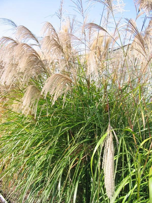Plantenfiche-Miscanthus-sinensis-Grosse-Fontane-