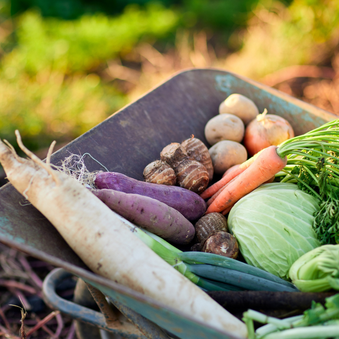 Je moestuin in de winter: wat kun je kweken en doen in het koude seizoen?
