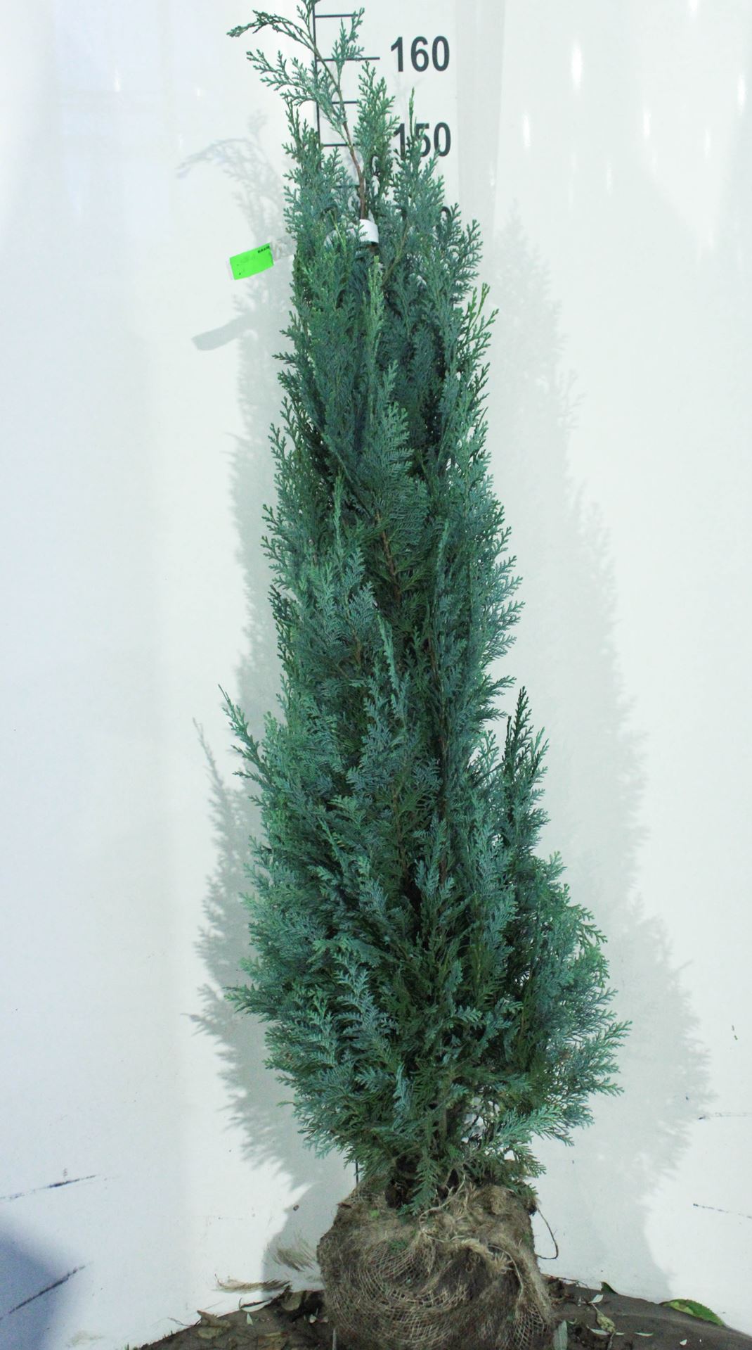 Chamaecyparis lawsoniana 'Columnaris' - clod of earth - 125-150 cm