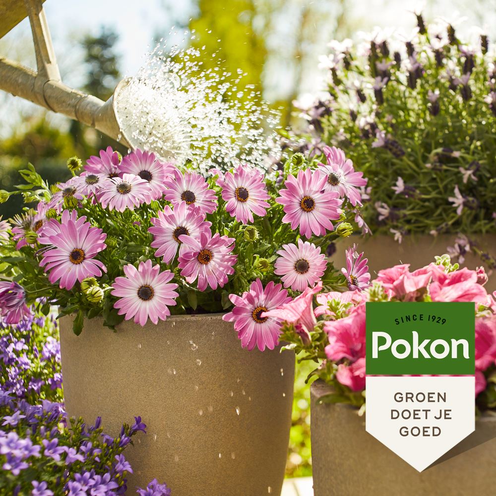 Pokon-Terras-Balkon-planten-Voeding-500ml