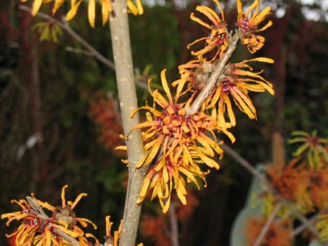 Plantenfiche-Hamamelis-x-intermedia-Jelena-