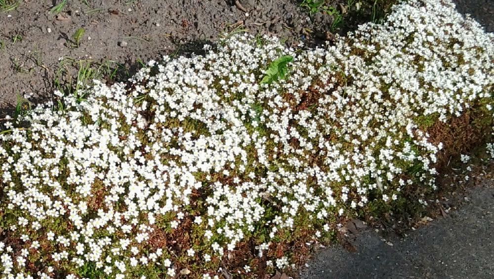 Plantenfiche-Saxifraga-Schneeteppich-