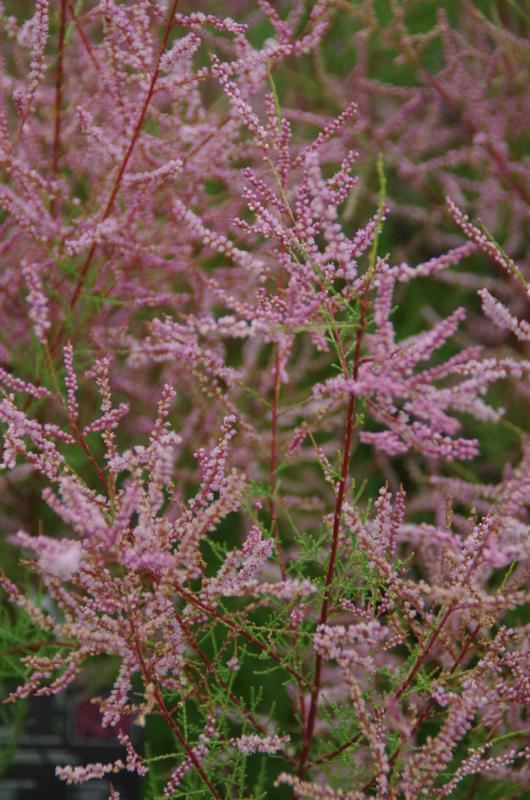 Plantenfiche-Tamarix-ramosissima-Pink-Cascade-