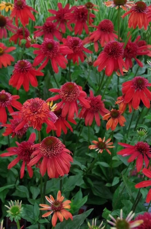 Plantenfiche-Echinacea-purpurea-Eccentric-