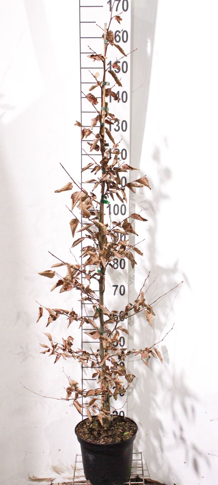 Carpinus betulus - pot 5L - 150-175 cm