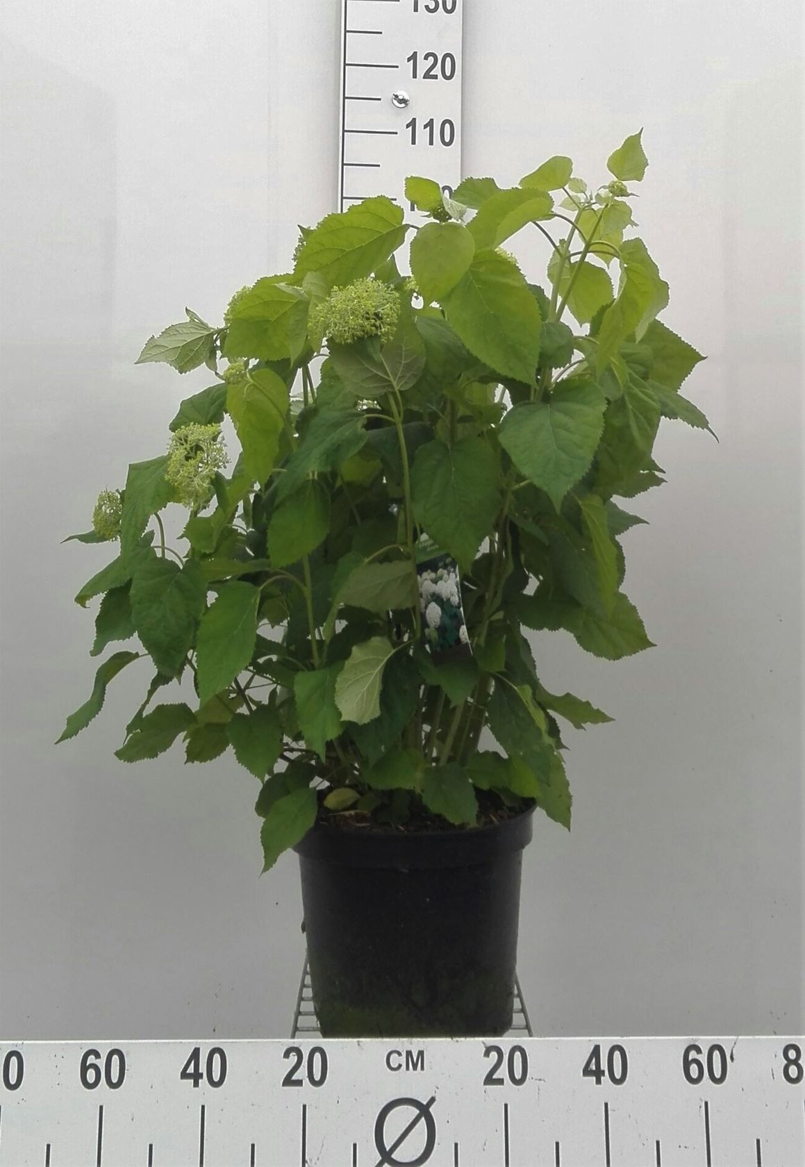 Hydrangea arborescens 'Annabelle' - pot 10L - 60-80 cm
