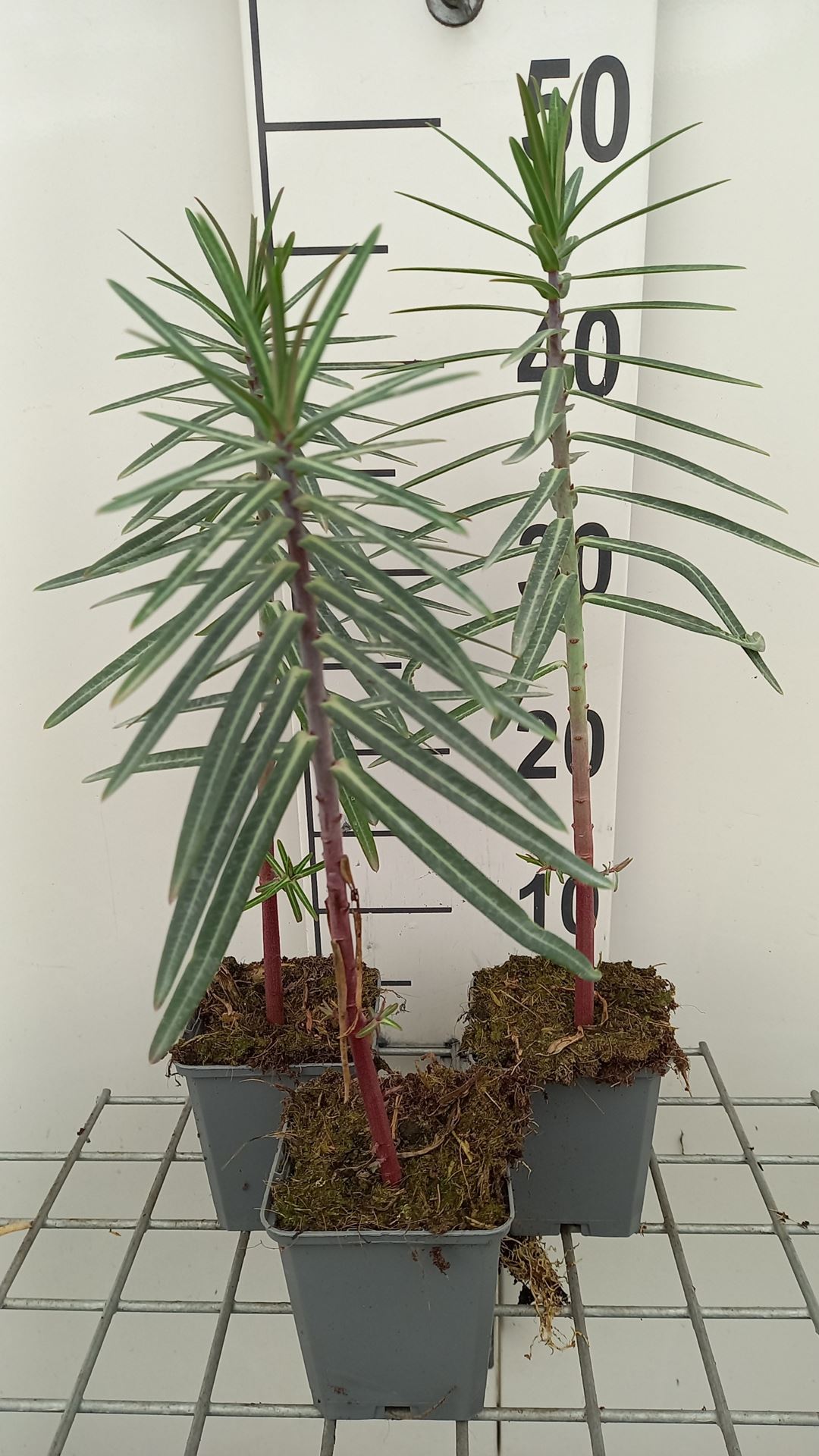 Euphorbia lathyris - pot 9x9 cm
