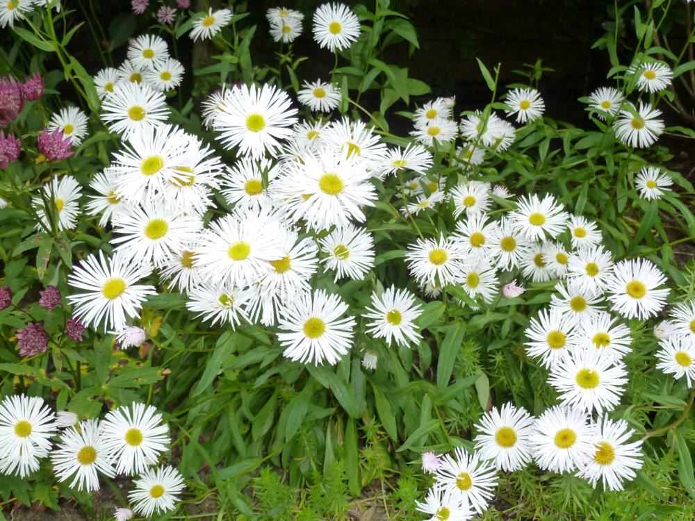 Plantenfiche-Erigeron-Sommerneuschnee-