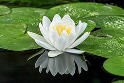 Nymphaea 'Gladstoniana' - pot 11x11 cm