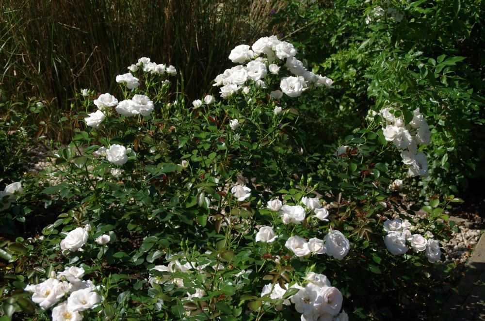 Plantenfiche-Rosa-Taniripsa-Aspirin-Rose-Special-Child-