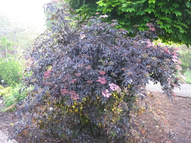 Plantenfiche-Sambucus-nigra-Gerda-Black-Beauty-
