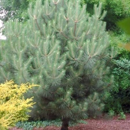 Pinus nigra subsp. nigra - clod of earth - 80-100 cm