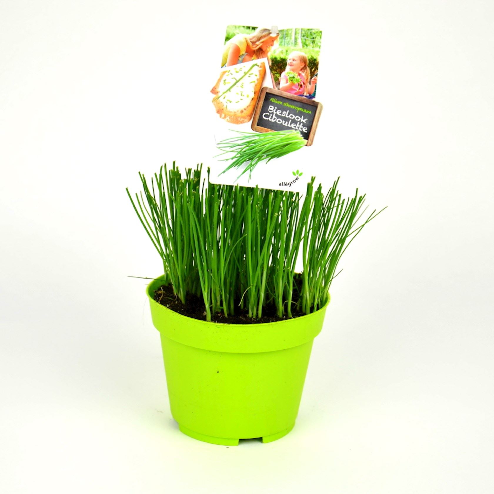 Bieslook-pot-13cm