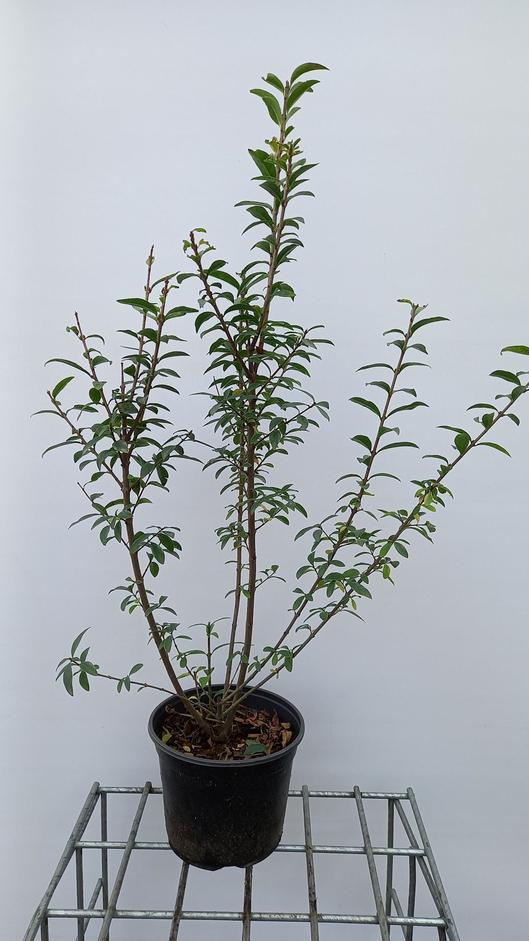 Ligustrum vulgare - pot - 60-80 cm