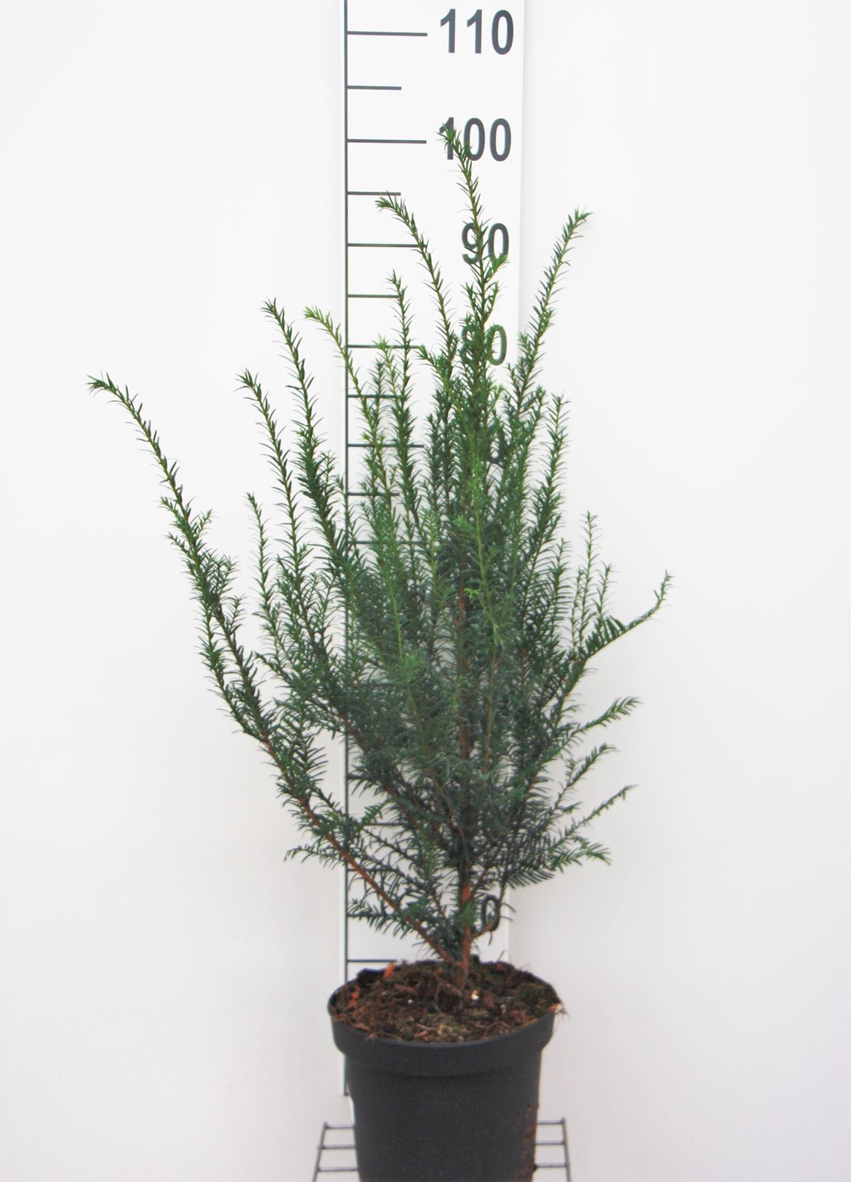 Taxus baccata - pot - 60-80 cm - bush