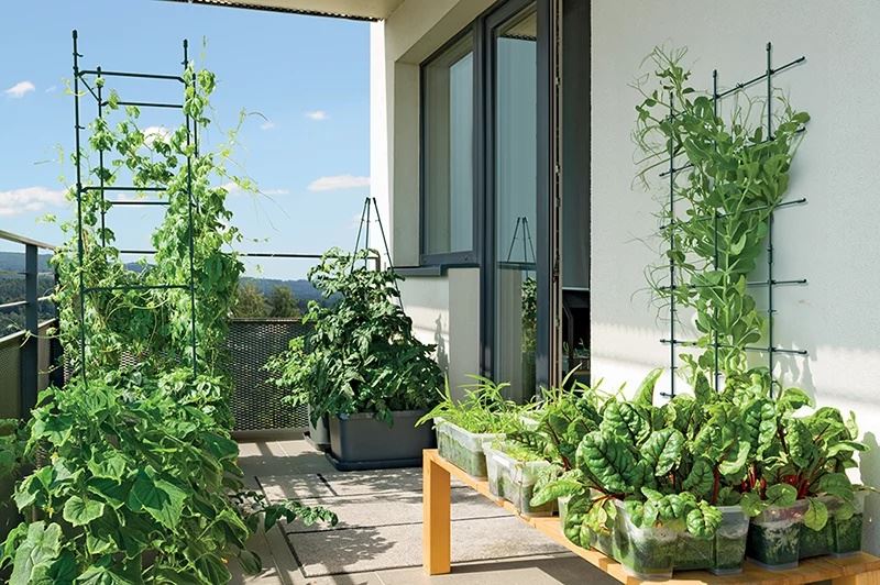 Plant-support-IFLS7-Floo-Supports-forest-green