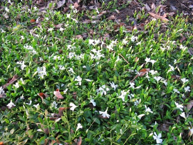 Plantenfiche-Vinca-minor-Gertrude-Jekyll-