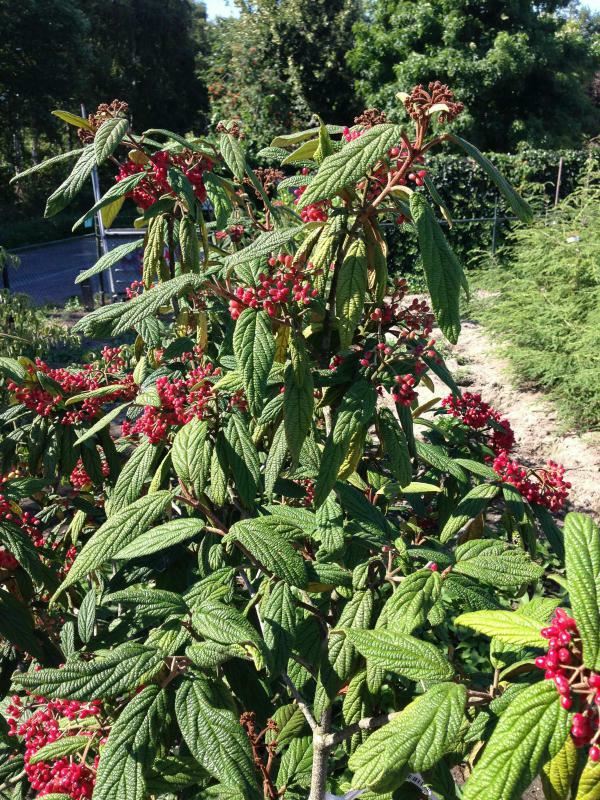 Plantenfiche-Viburnum-rhytidophyllum