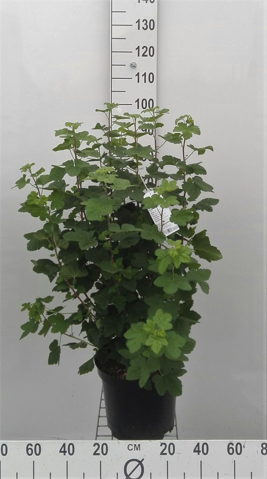Ribes sanguineum 'King Edward VII' - pot 10L - 80-100 cm