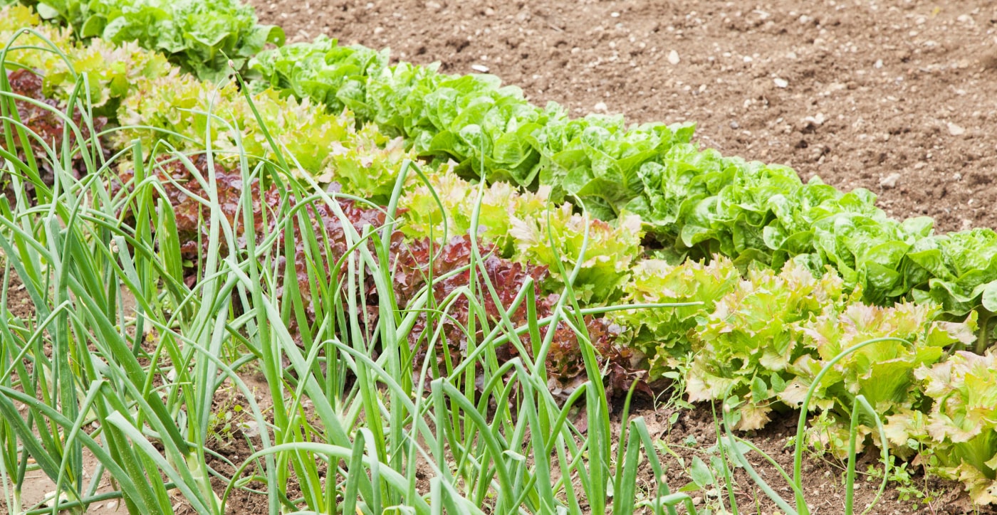 De biologische moestuin. Deel 1: Bodem en bemesting