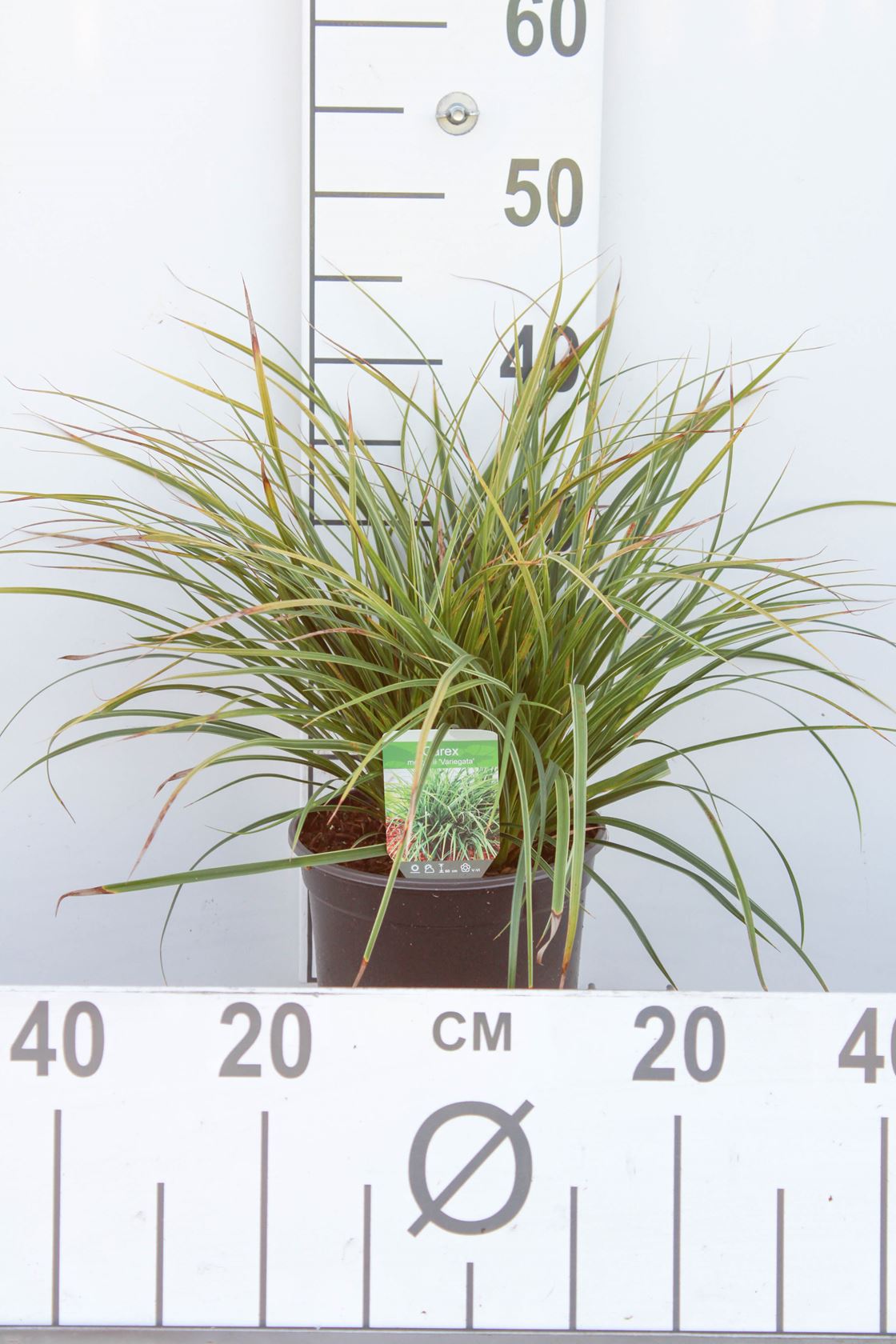 Carex brunnea 'Variegata' - pot 3L