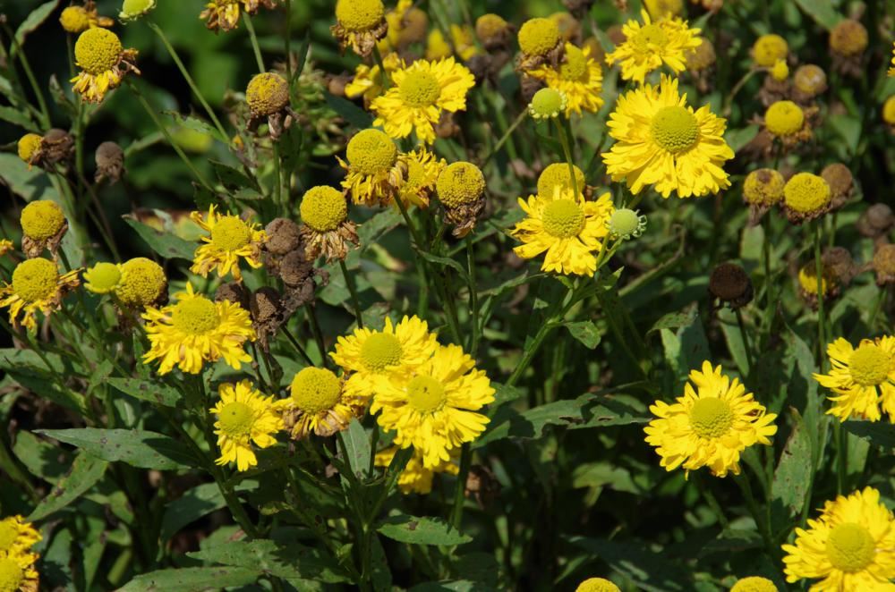 Plantenfiche-Helenium-Double-Trouble-