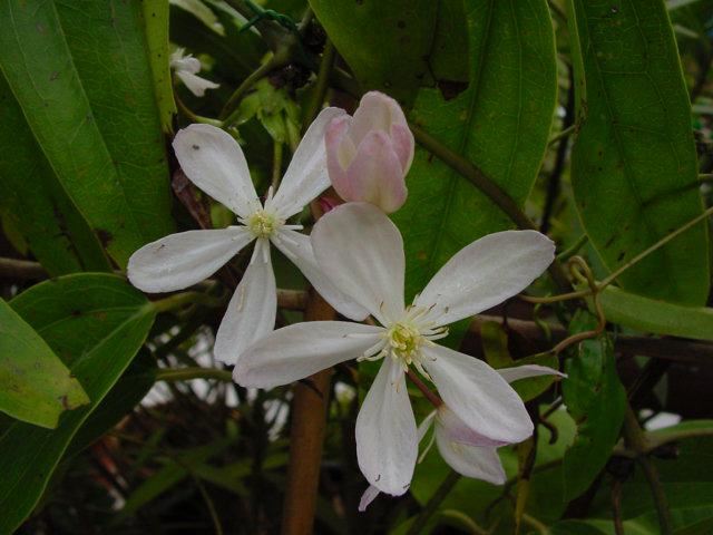 Plantenfiche-Clematis-armandii-Apple-Blossom-