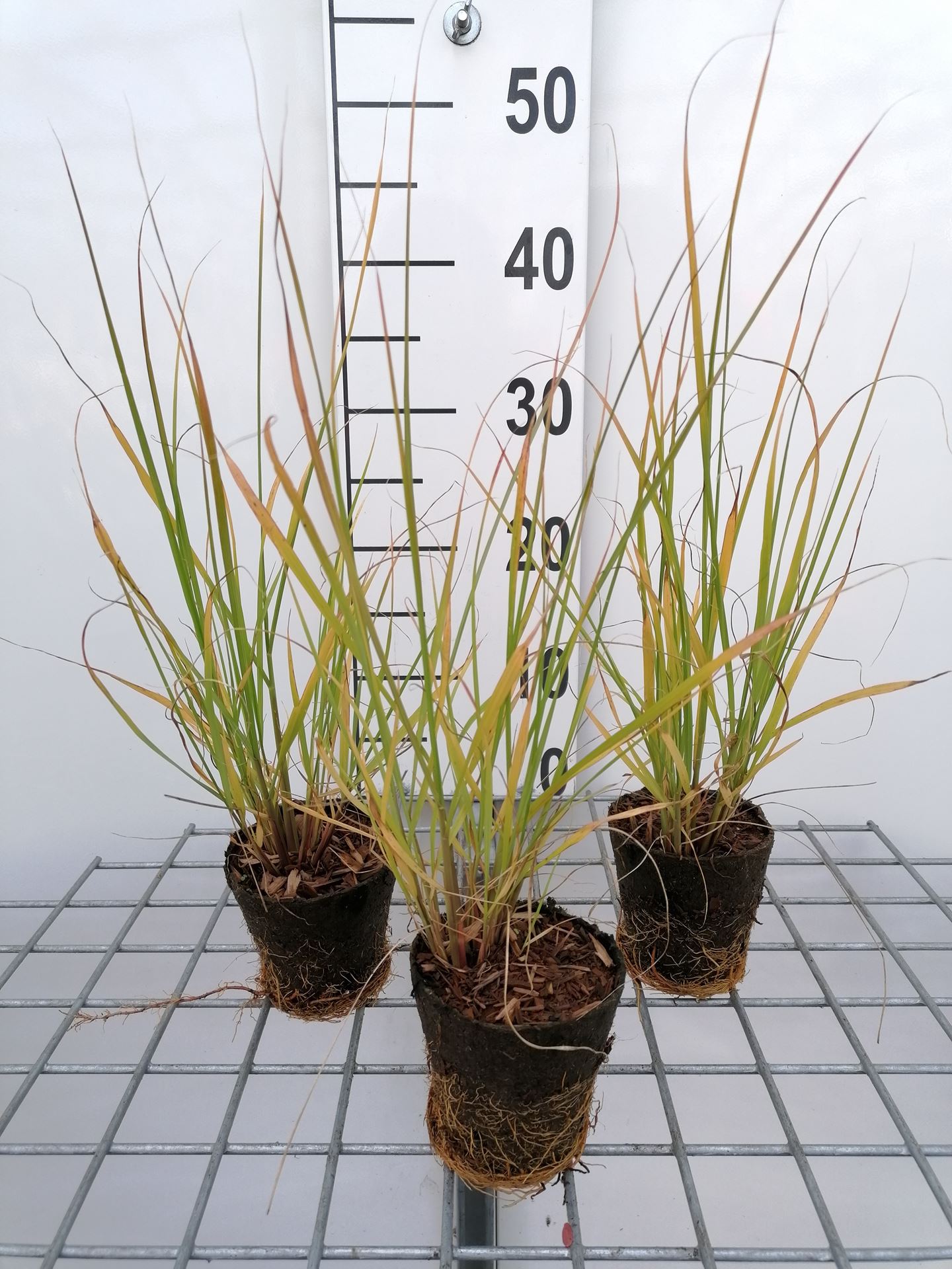 Pennisetum alopecuroides - biopot diameter 8 cm