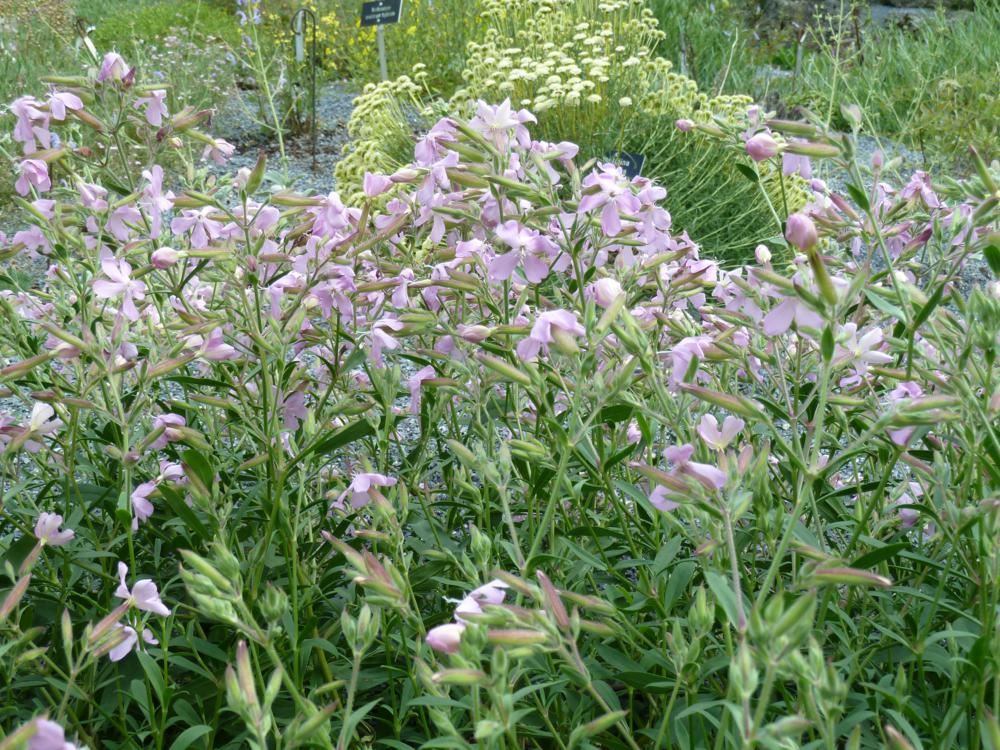 Plantenfiche-Saponaria-x-lempergii-Max-Frei-