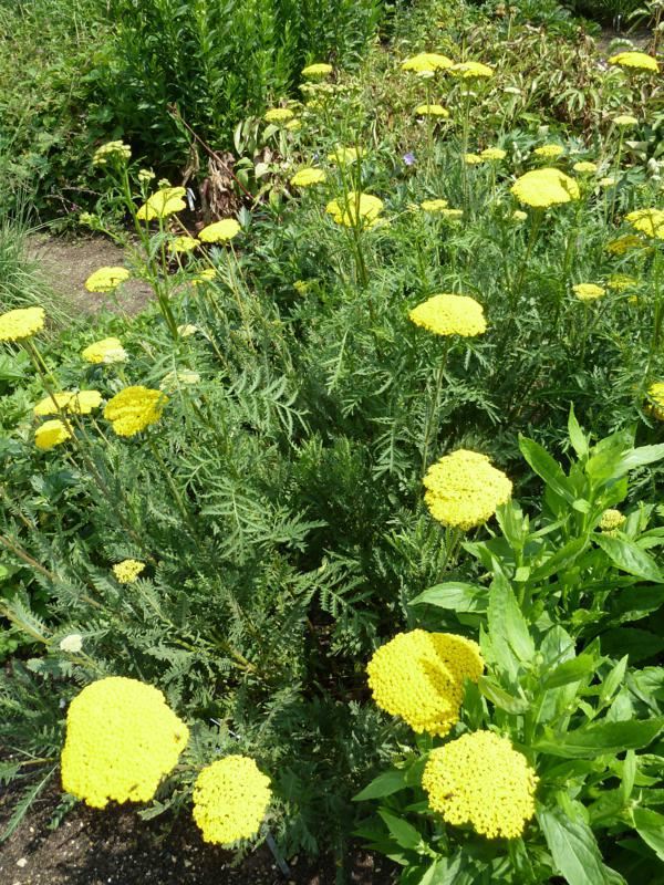 Plantenfiche-Achillea-filipendulina-Parker-s-Variety-