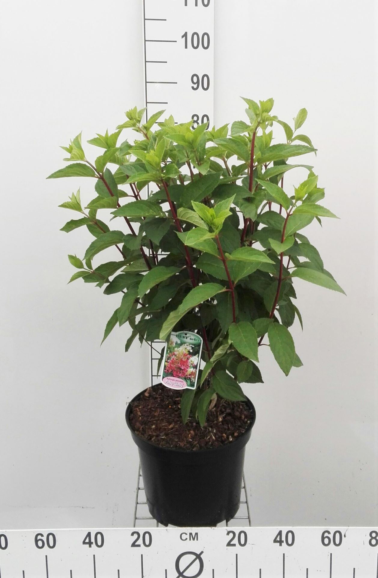 Hydrangea paniculata 'DVPPinky' (Pinky Winky) - pot 10L - 60-80 cm