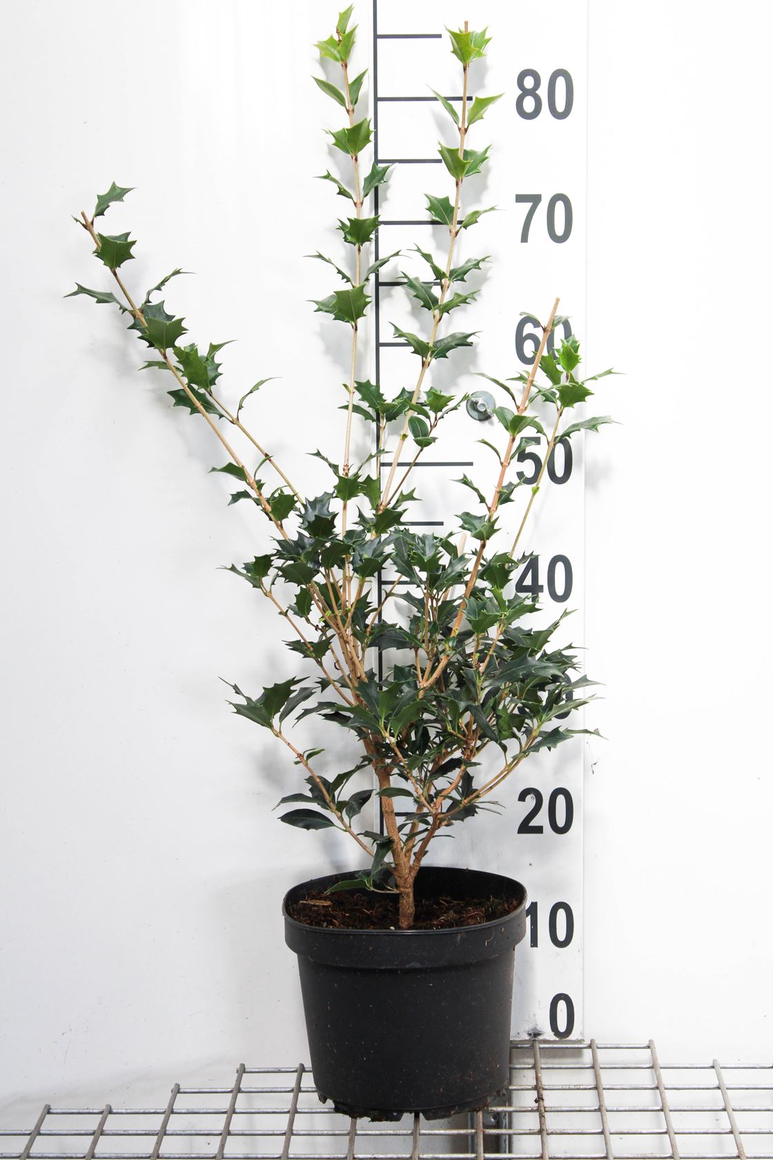 Osmanthus heterophyllus - pot 5L - 60-80 cm - Touffu