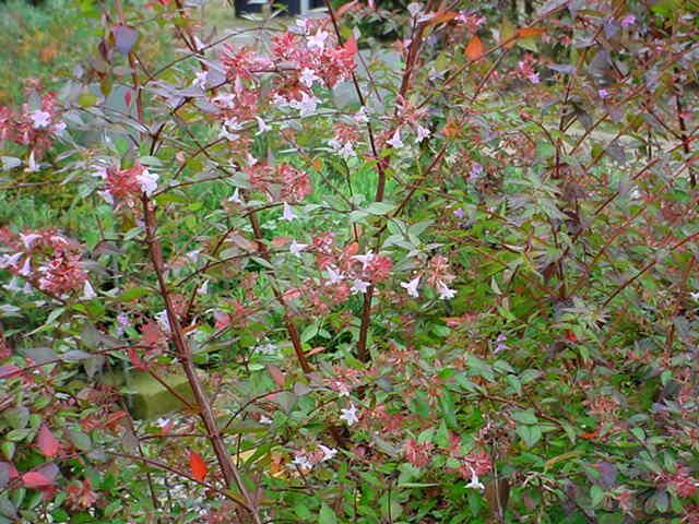 Plantenfiche-Abelia-x-grandiflora