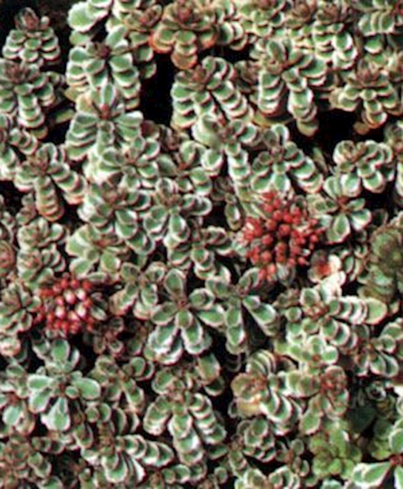 Plantenfiche-Sedum-spurium-Variegatum-