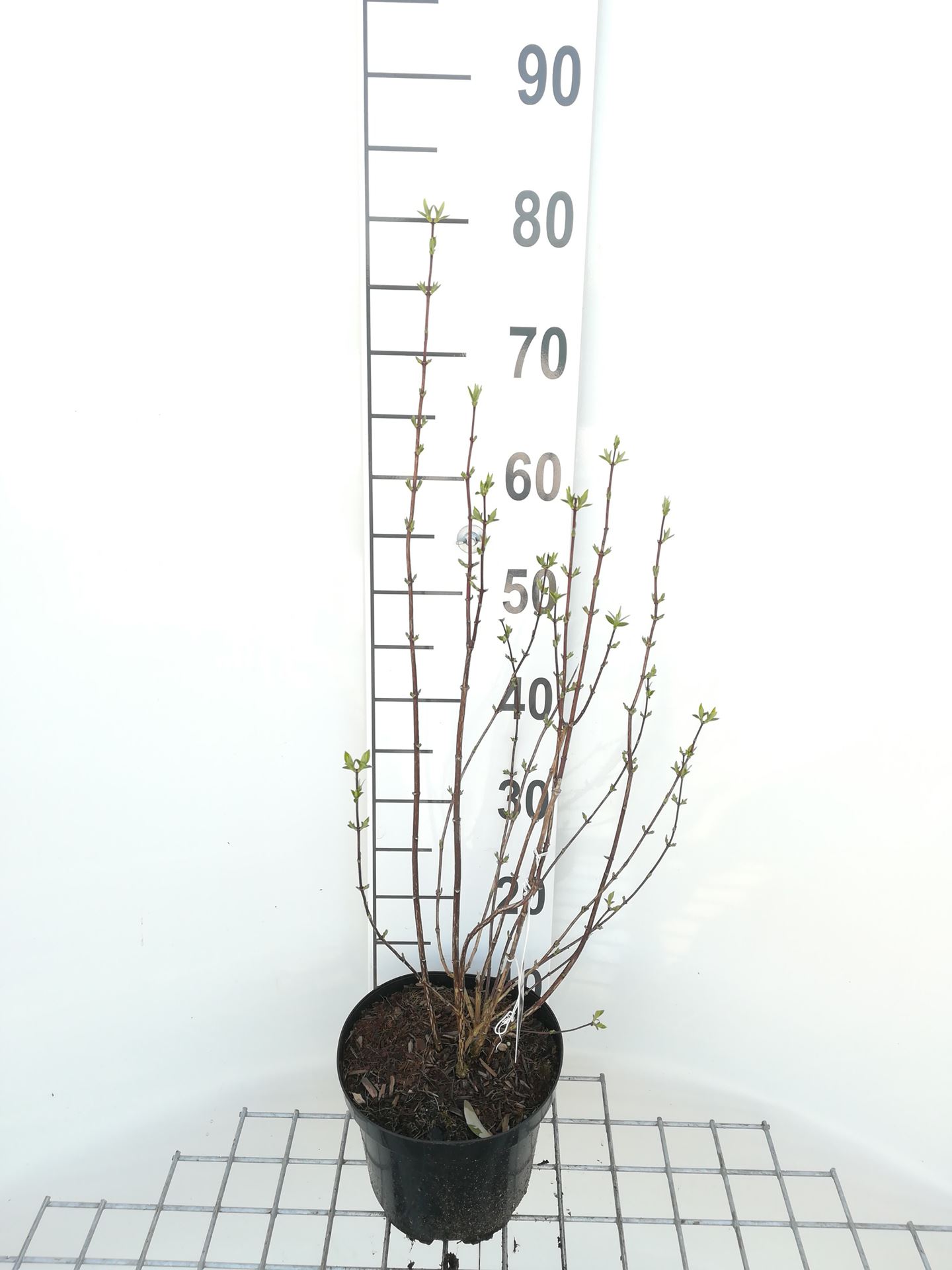 Philadelphus 'Snowbelle' - pot - 50-60 cm