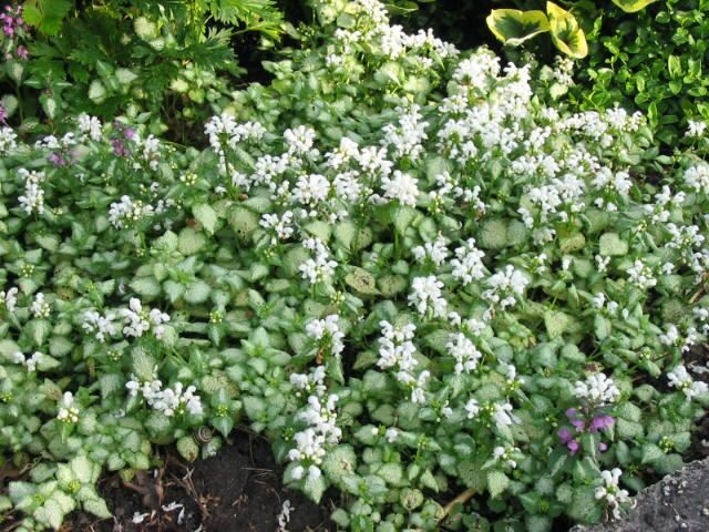 Plantenfiche-Lamium-maculatum-White-Nancy-