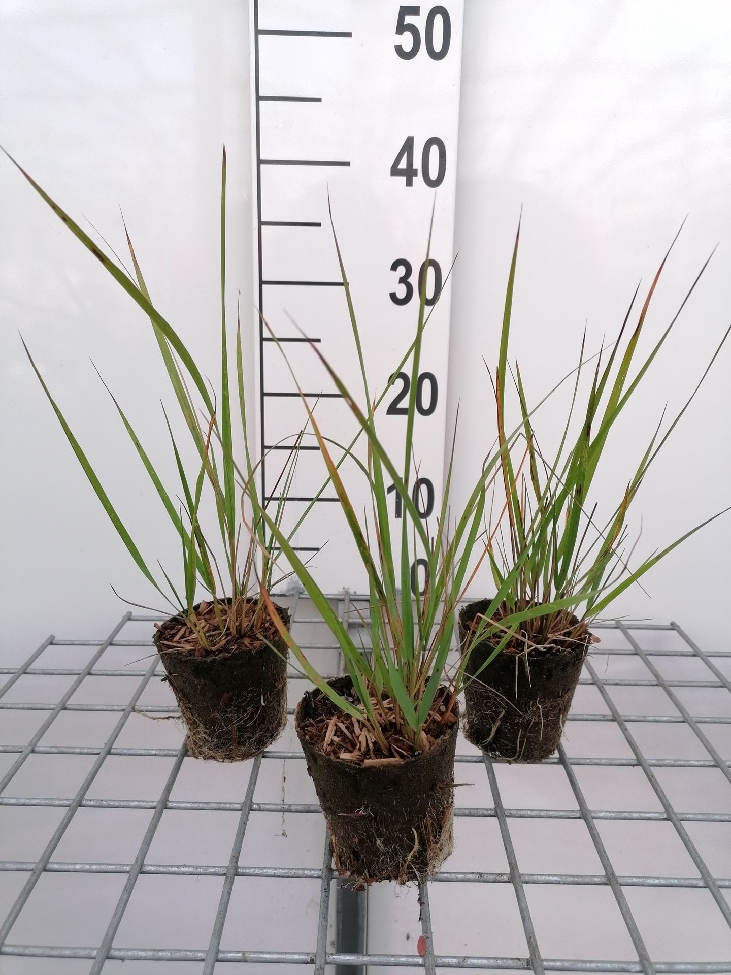 Calamagrostis x acutiflora 'Karl Foerster' - Biopot ø8 cm