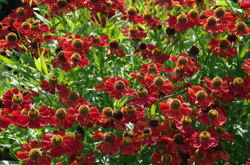 Plantenfiche-Helenium-Rubinzwerg-