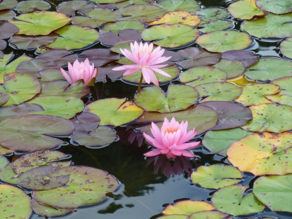 Plantenfiche-Nymphaea-Firecrest-