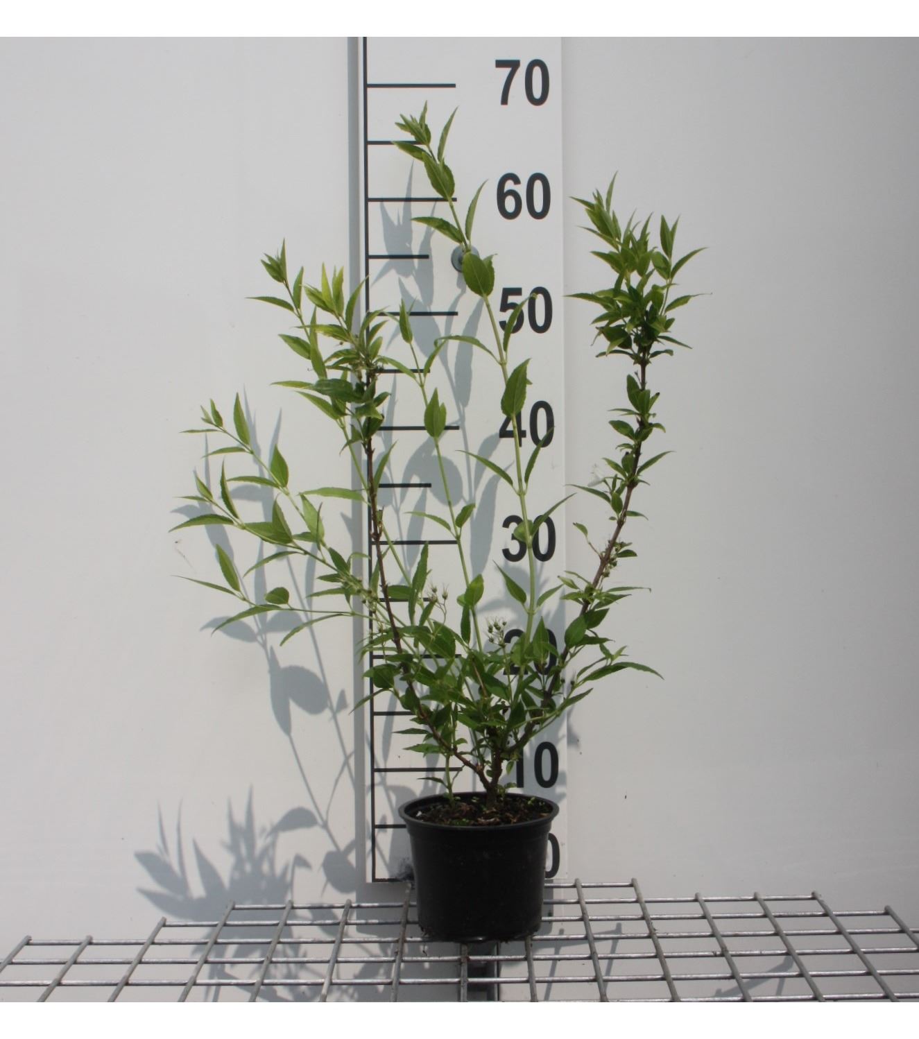 Deutzia gracilis - pot - 25-30 cm