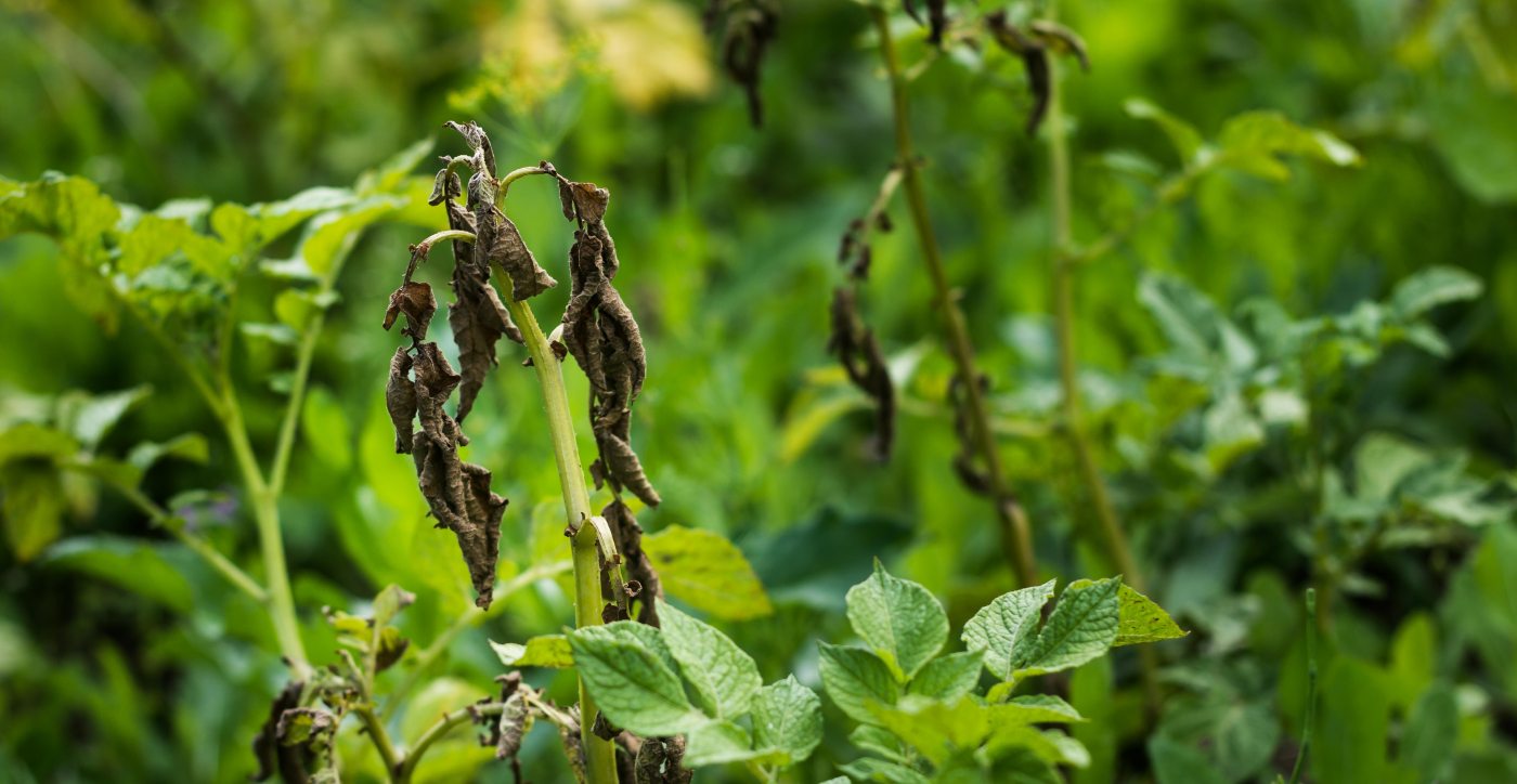 How do you outsmart the potato or tomato plague?