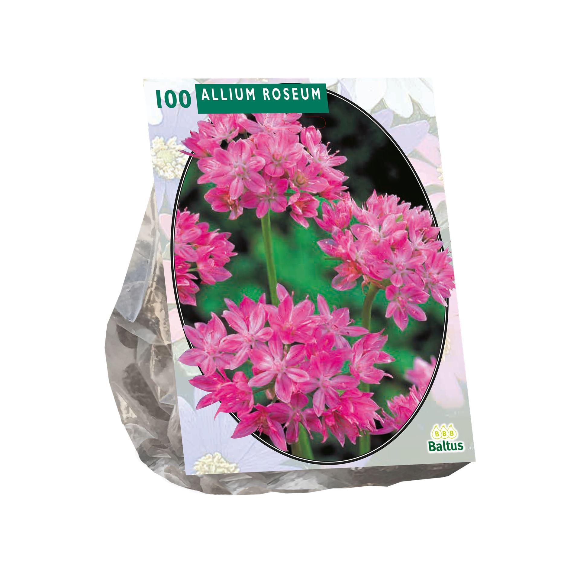 Allium-Roseum-per-100