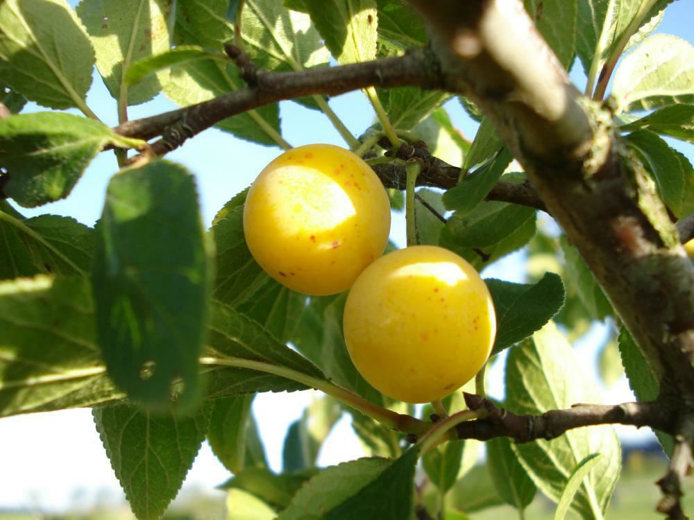 Plantenfiche-Prunus-domestica-Mirabelle-de-Nancy-Mirabelpruim-