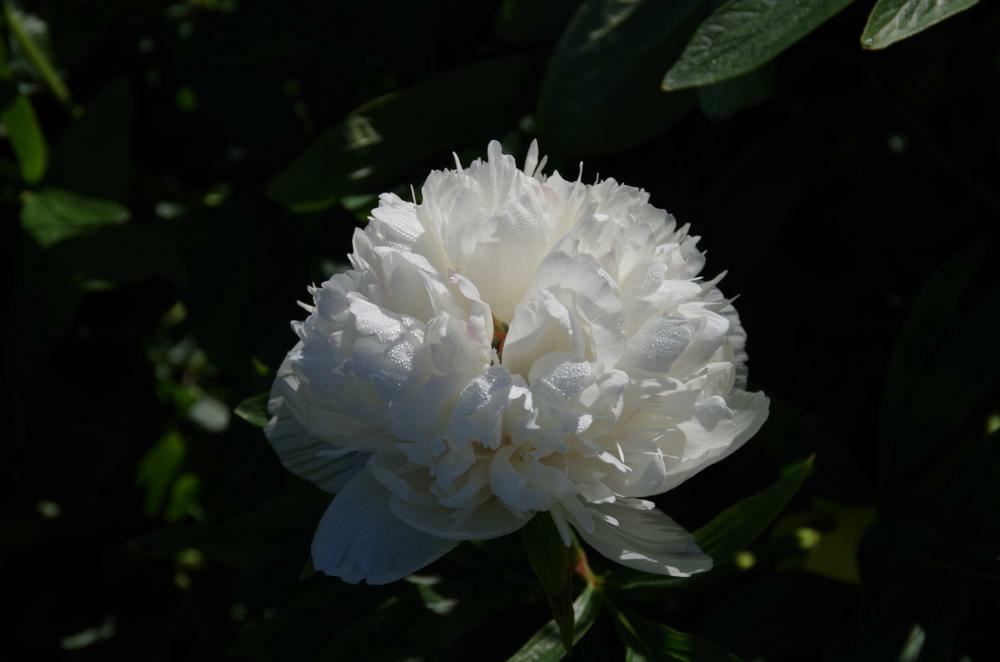 Plantenfiche-Paeonia-officinalis-Alba-Plena-